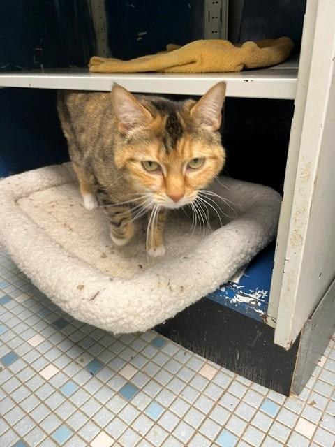 Ally, a ADOPTABLE Calico in Oakland, MD image 2/2