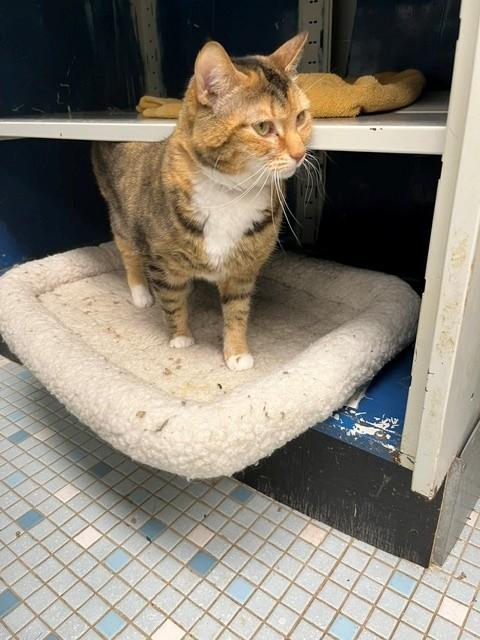 Ally, ADOPTABLE, Adult Female Calico.