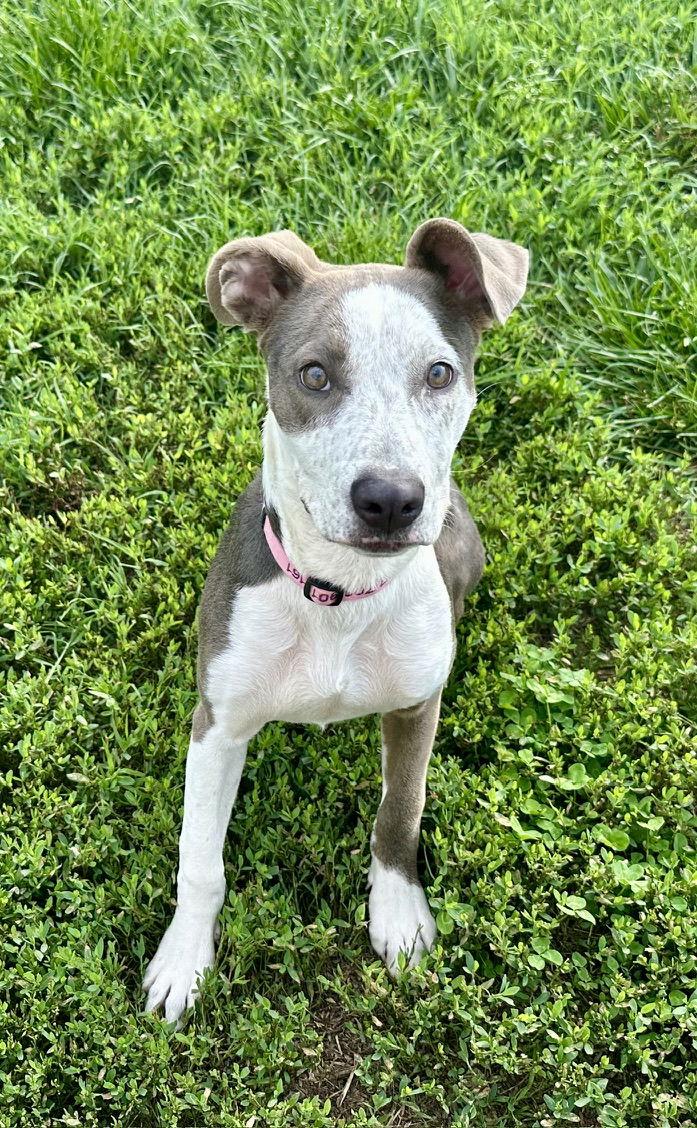 Enlarge Dior, a Adoptable mixed breed in Spotsylvania, VA image 1/3