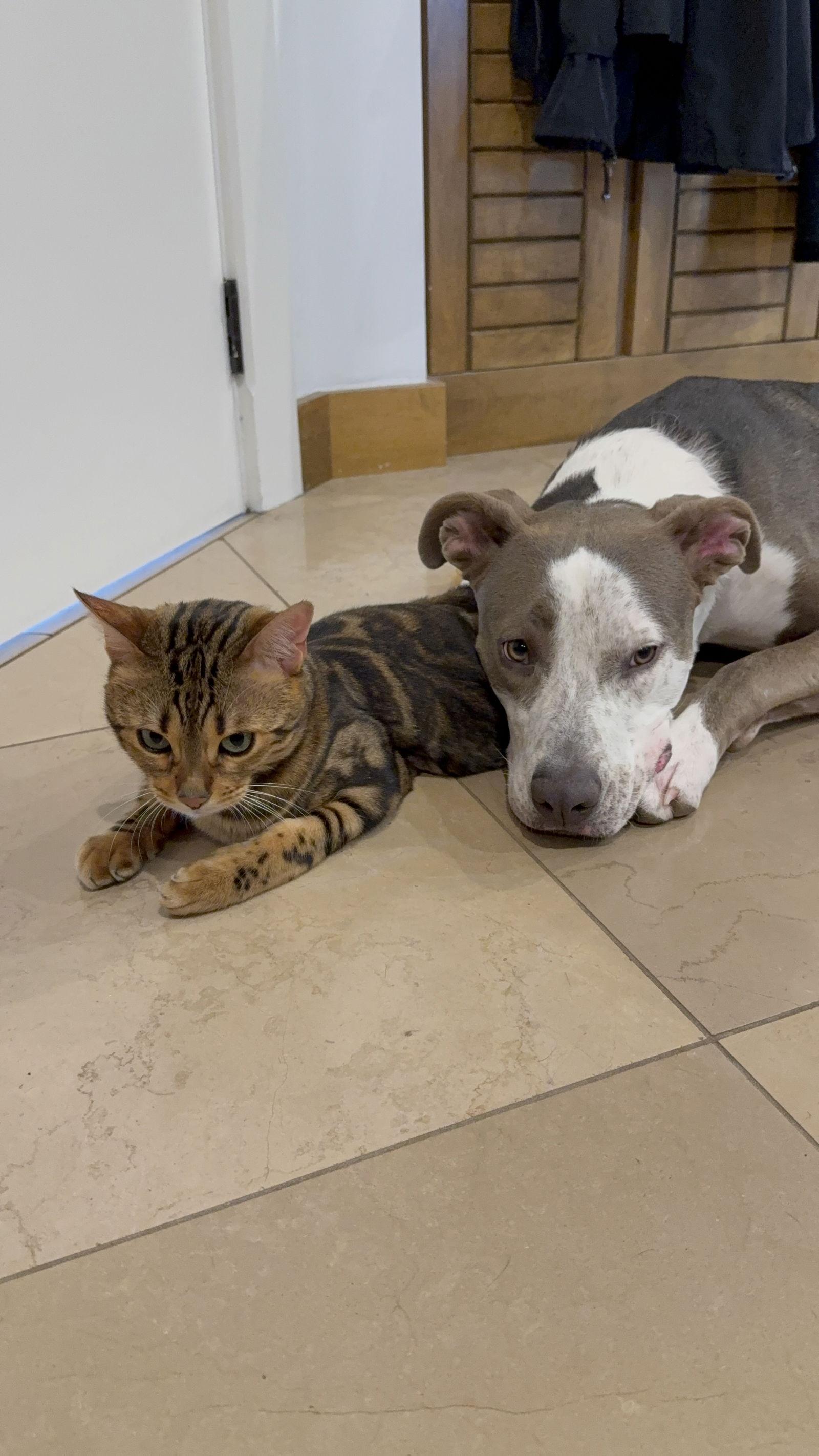 Enlarge Dior, a Adoptable mixed breed in Spotsylvania, VA image 2/3