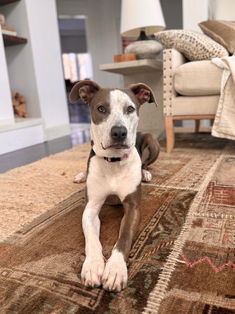 Enlarge Dior, a Adoptable mixed breed in Spotsylvania, VA image 3/3