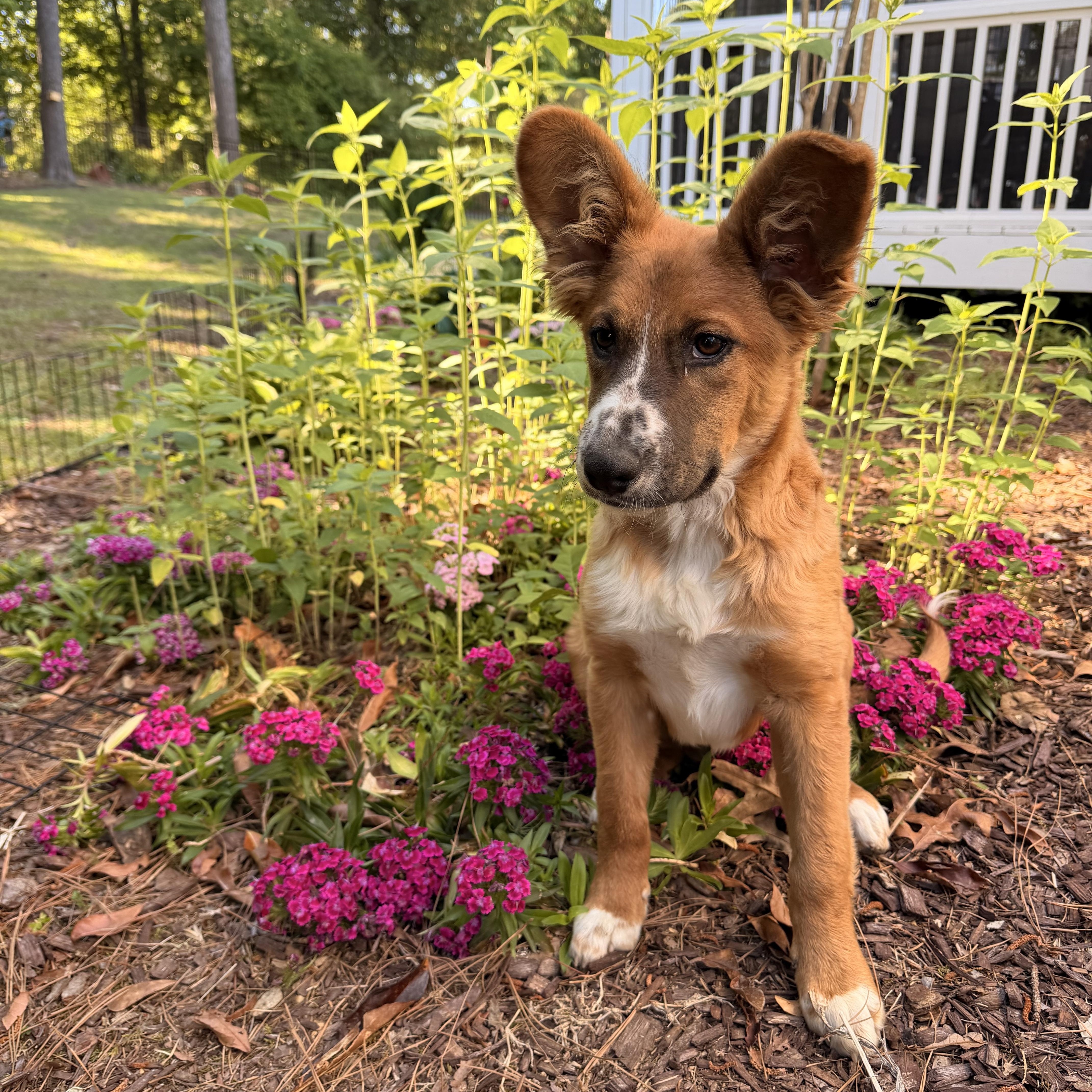 Enlarge Osito, a ADOPTABLE mixed breed in Fuquay Varina, NC image 5/5