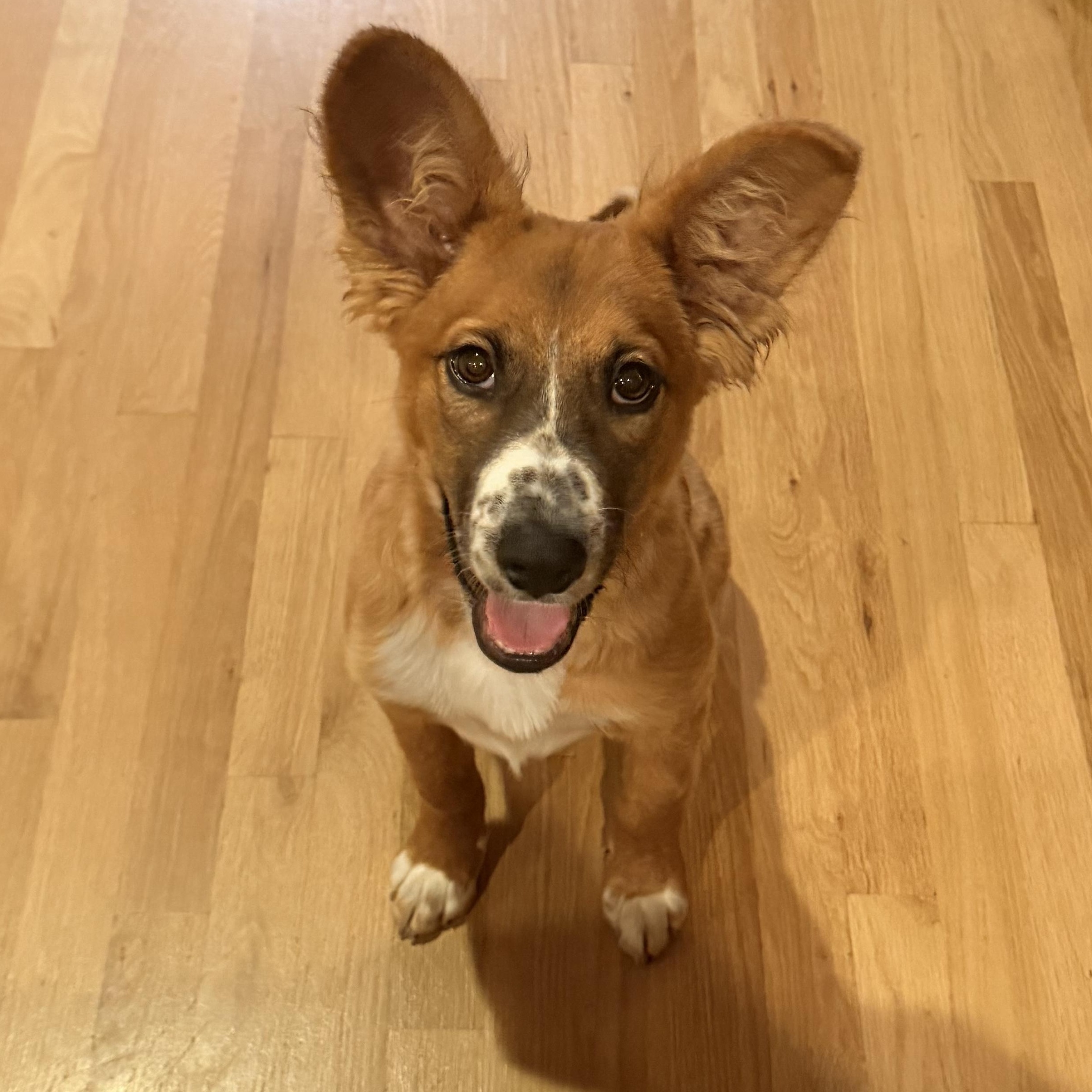 Osito, ADOPTABLE, Puppy Male Corgi & Shepherd.