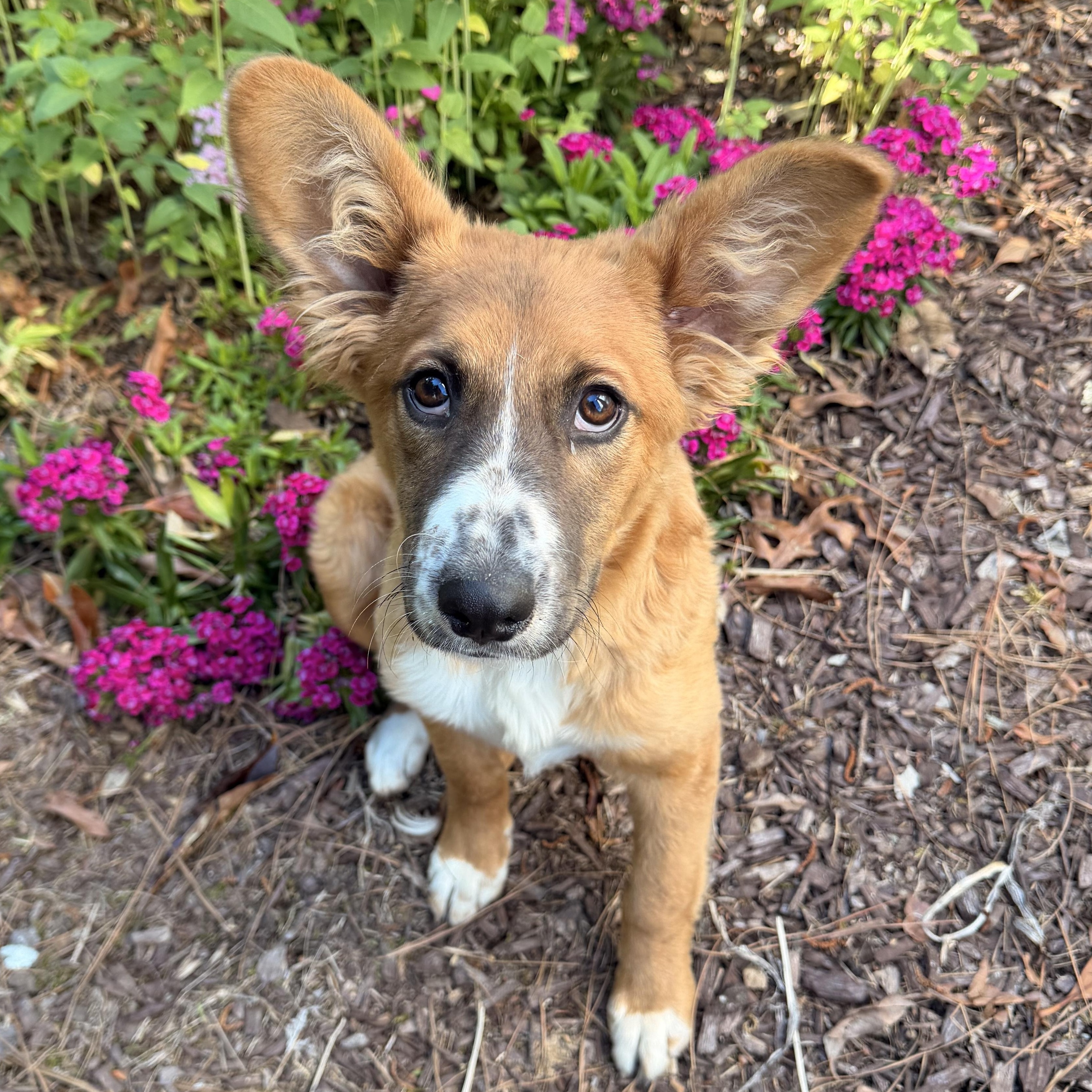 Enlarge Osito, a ADOPTABLE mixed breed in Fuquay Varina, NC image 3/5