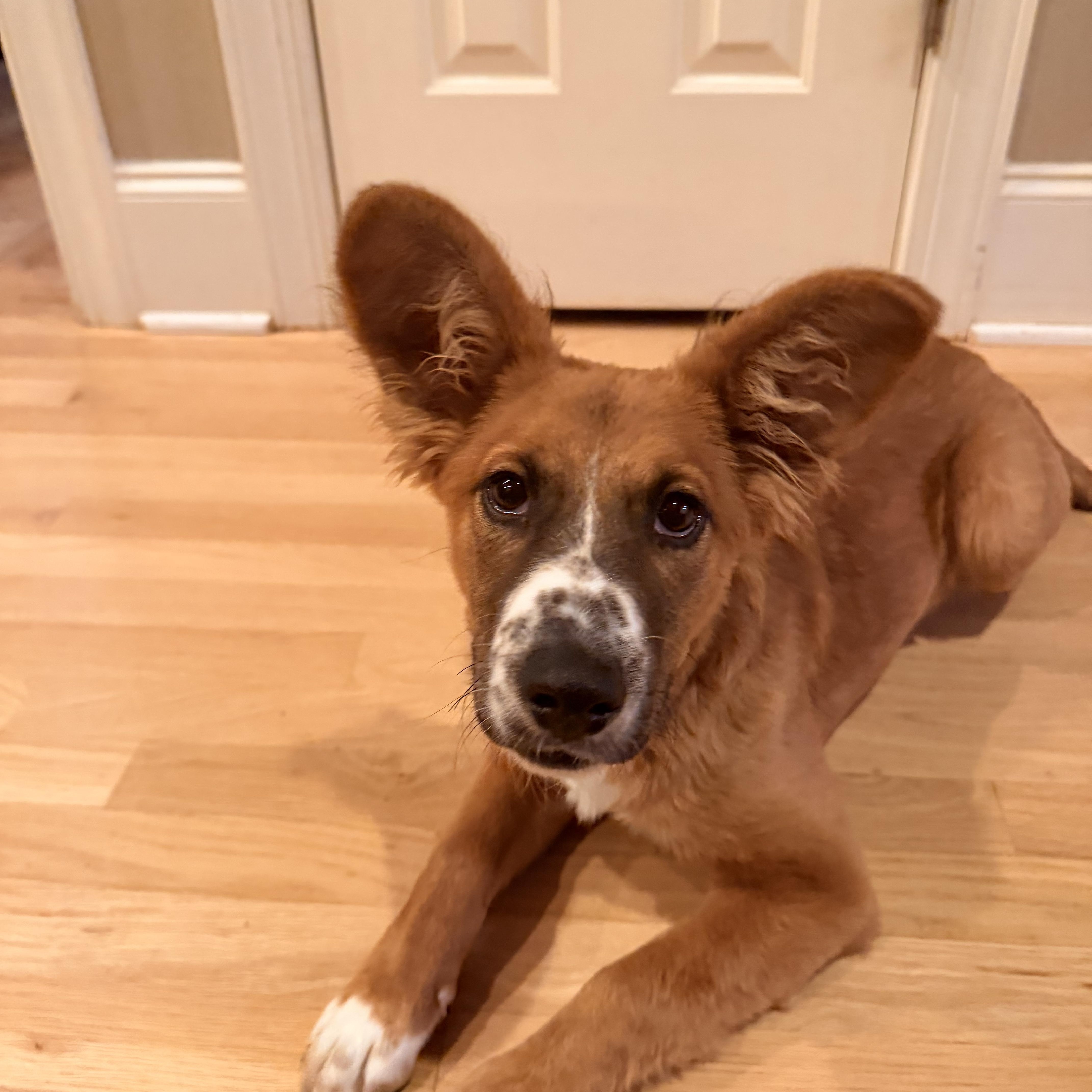 Enlarge Osito, a ADOPTABLE mixed breed in Fuquay Varina, NC image 4/5