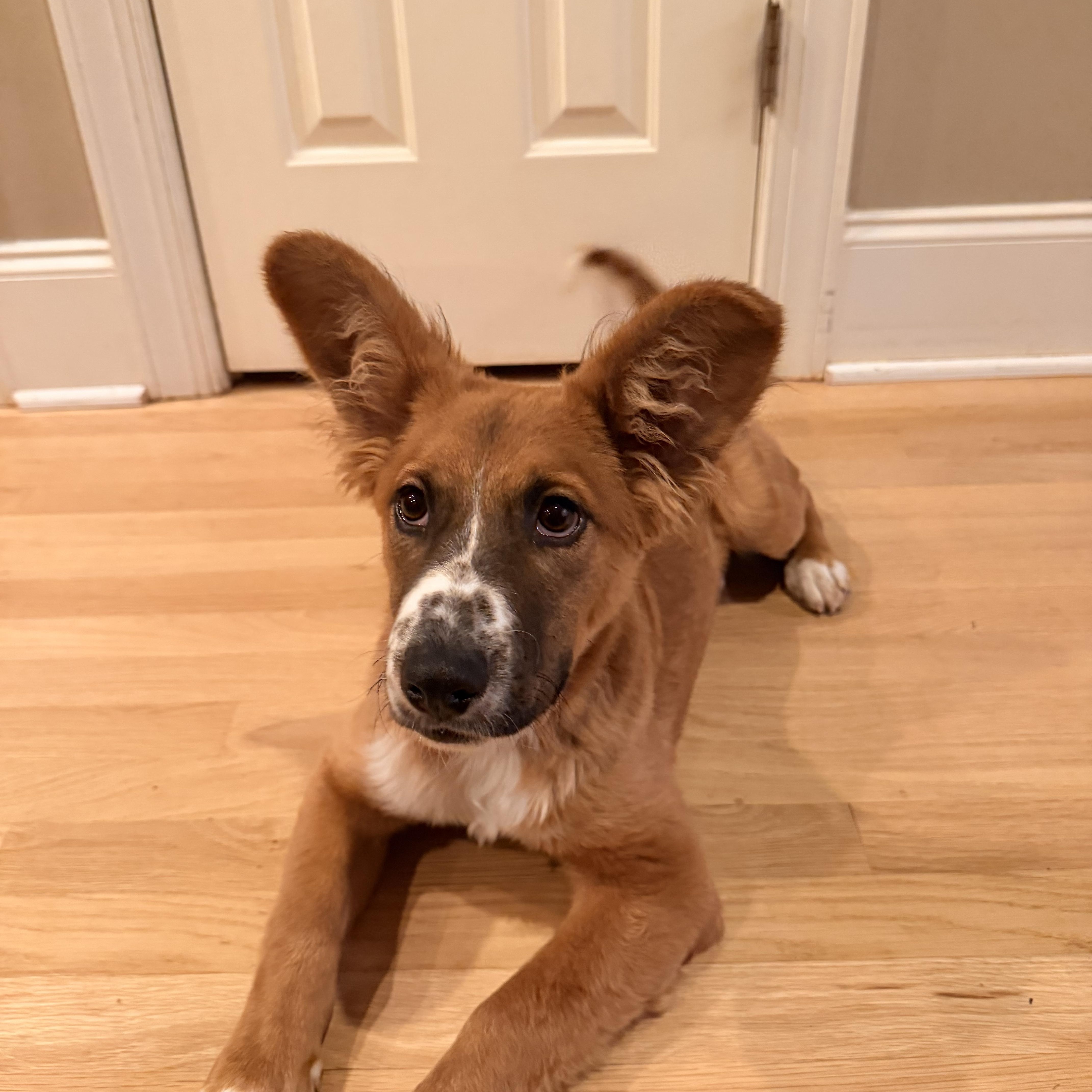Enlarge Osito, a ADOPTABLE mixed breed in Fuquay Varina, NC image 2/5