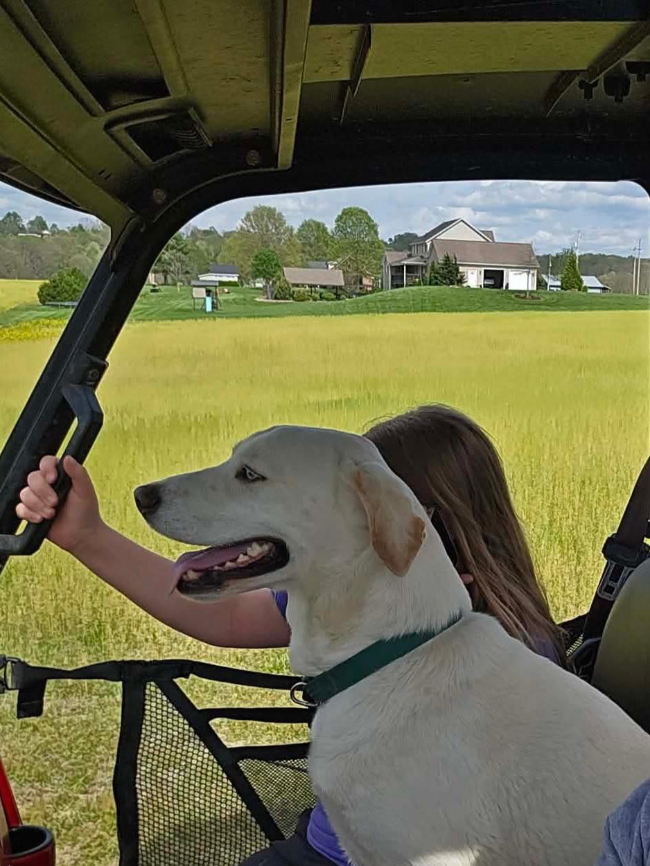 Vinny, a ADOPTABLE Labrador Retriever in Wheelersburg, OH image 4/4