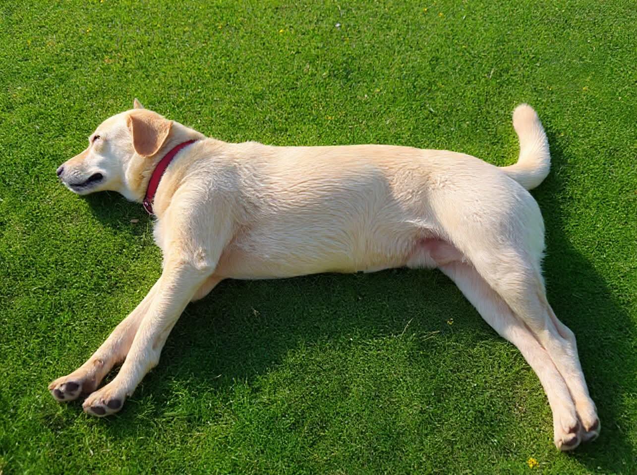 Vinny, a ADOPTABLE Labrador Retriever in Wheelersburg, OH image 3/3