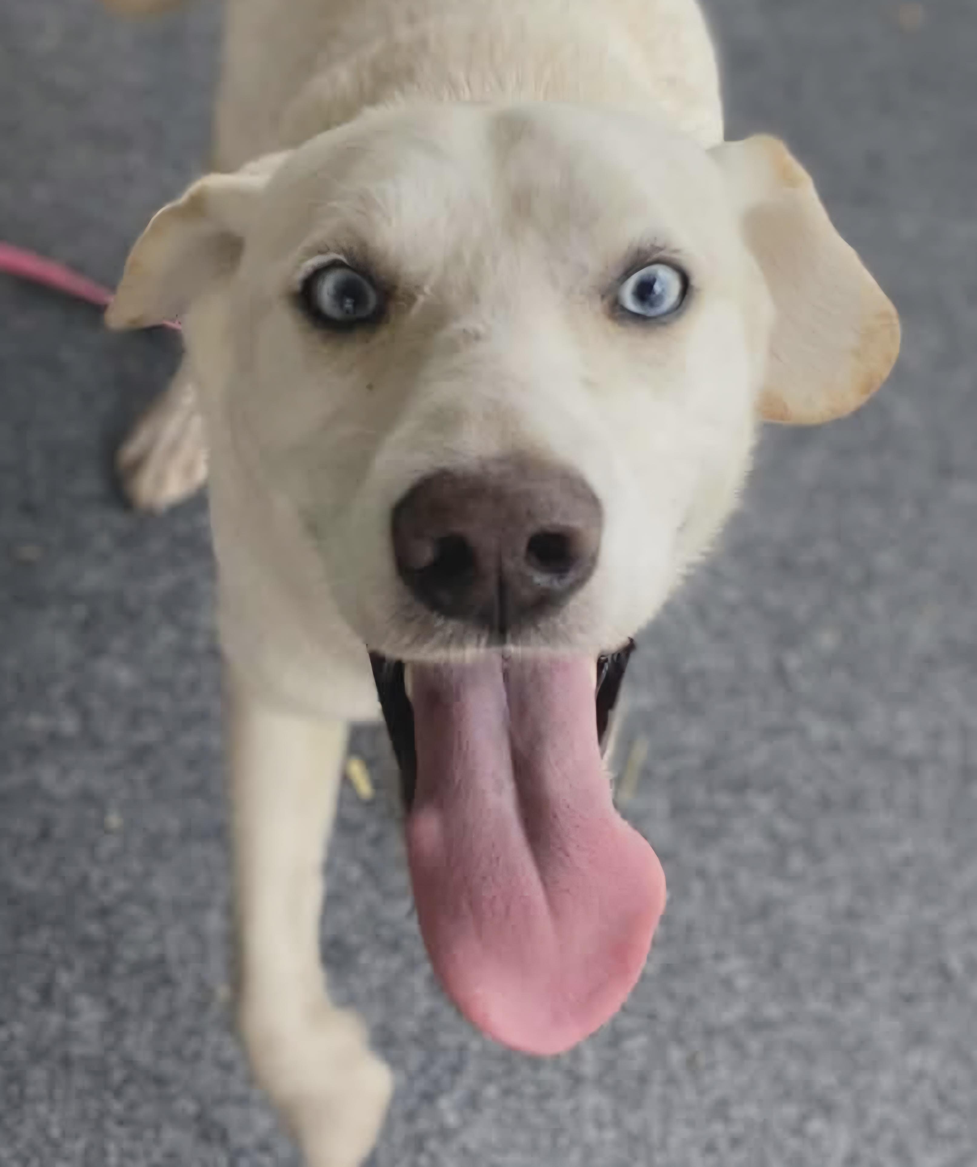 Vinny, a ADOPTABLE Labrador Retriever in Wheelersburg, OH image 2/3