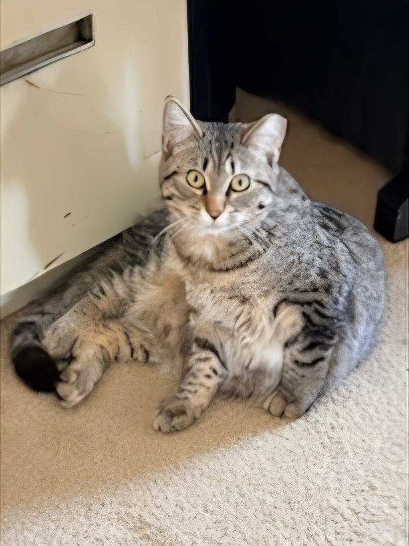 Enlarge Princess, a ADOPTABLE Tabby in Mount Clemens, MI image 4/4