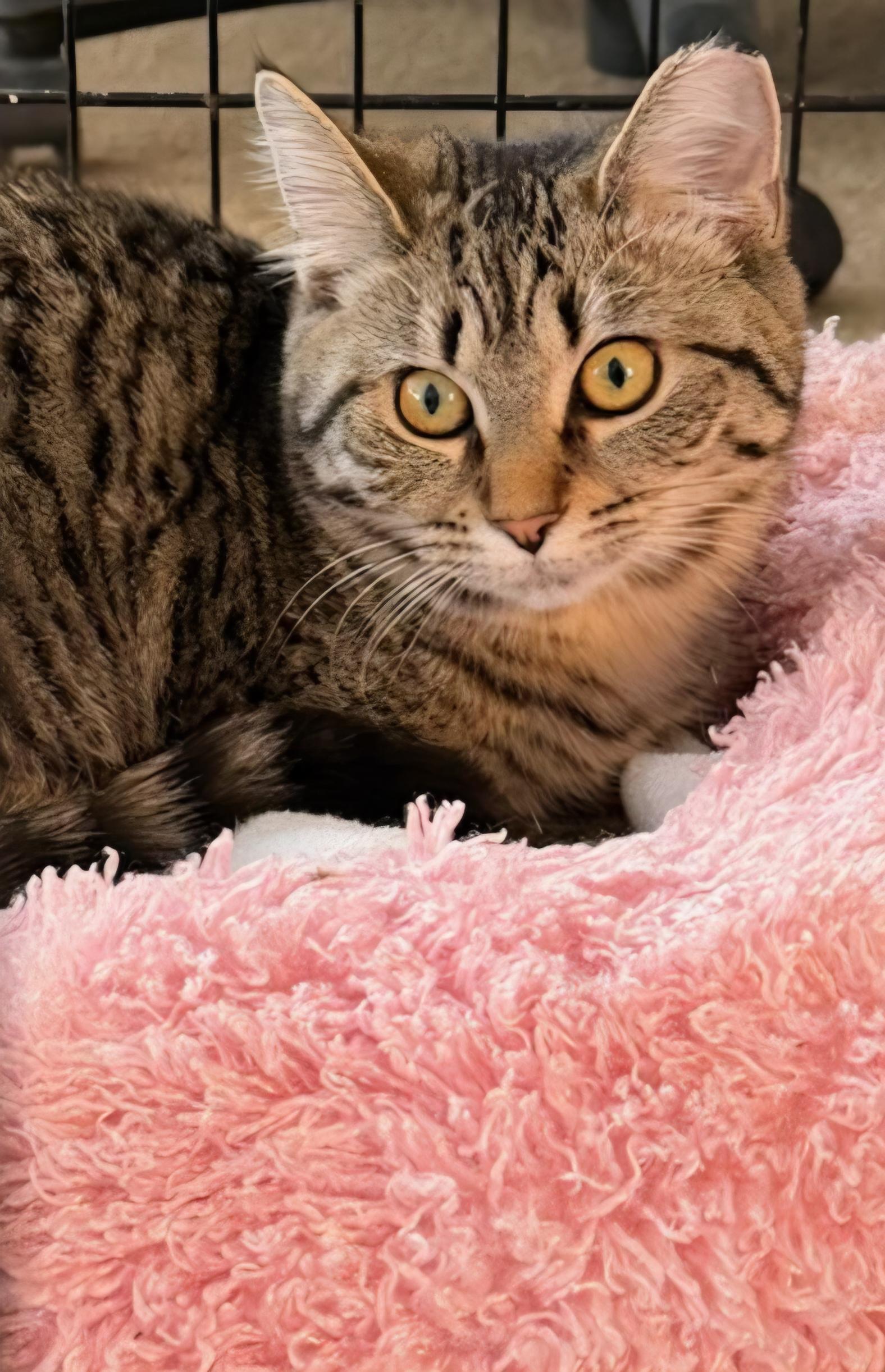 Princess, ADOPTABLE, Young Female Tabby.