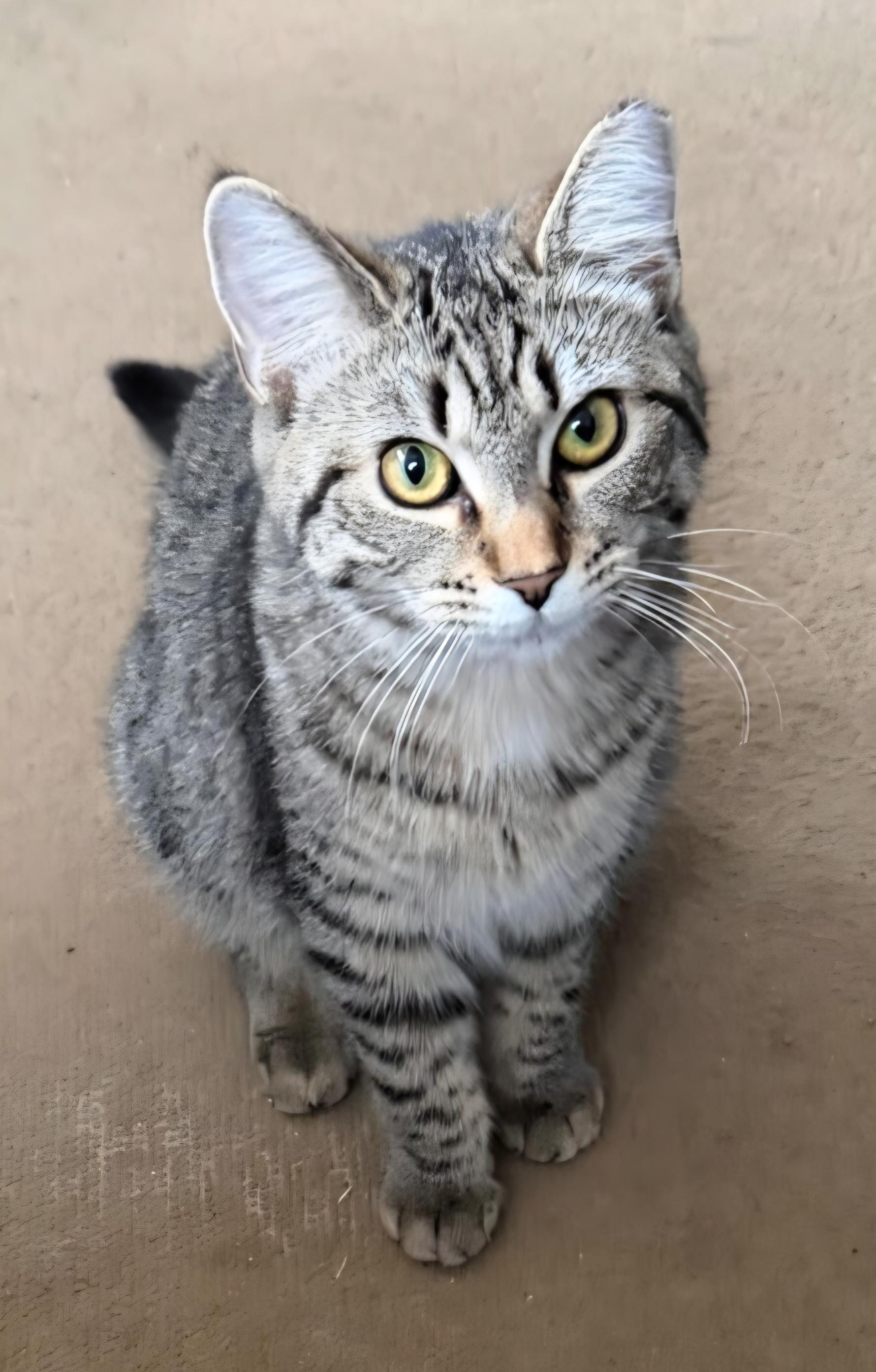 Enlarge Princess, a ADOPTABLE Tabby in Mount Clemens, MI image 2/4