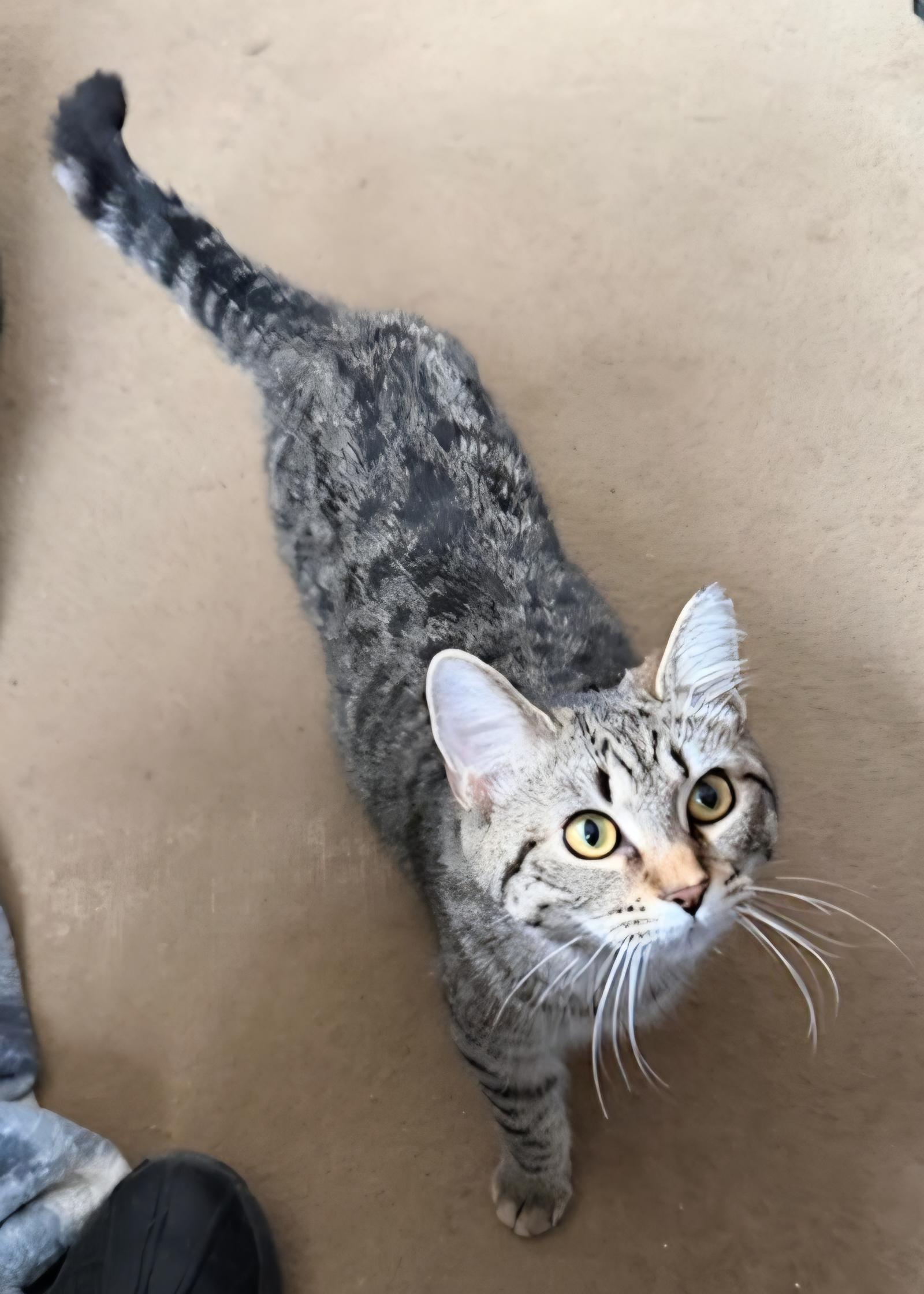 Enlarge Princess, a ADOPTABLE Tabby in Mount Clemens, MI image 3/4