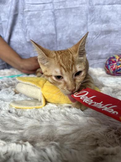 Mango photo 4