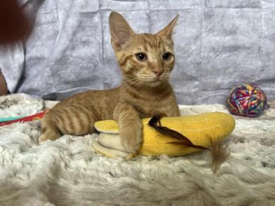Mango, Baby Male Tabby