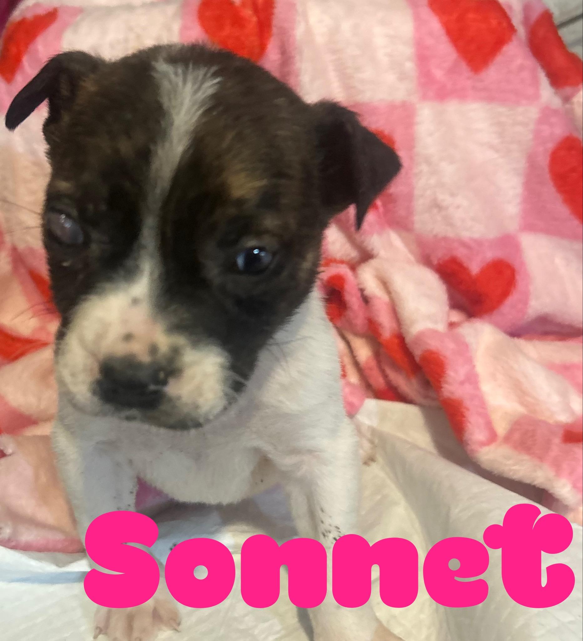 Enlarge Sweetheart-Sonnet, a Adoptable mixed breed in Hardin, MT image 1/1