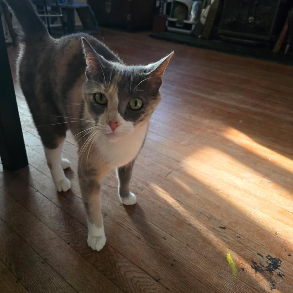 Enlarge Sparrow, a Adoptable American Shorthair in Escondido, CA image 1/2