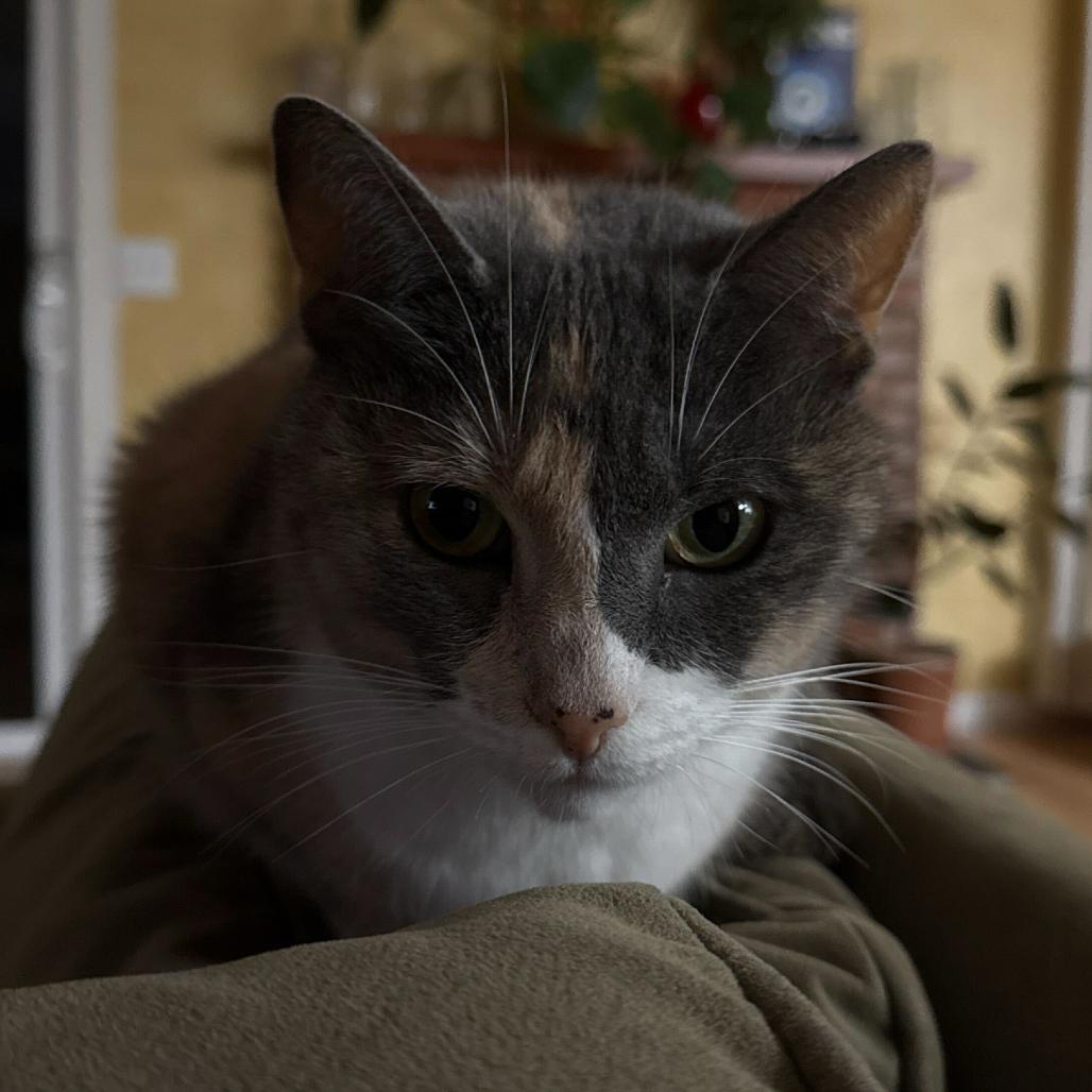 Sparrow, Adoptable, Adult Female American Shorthair.