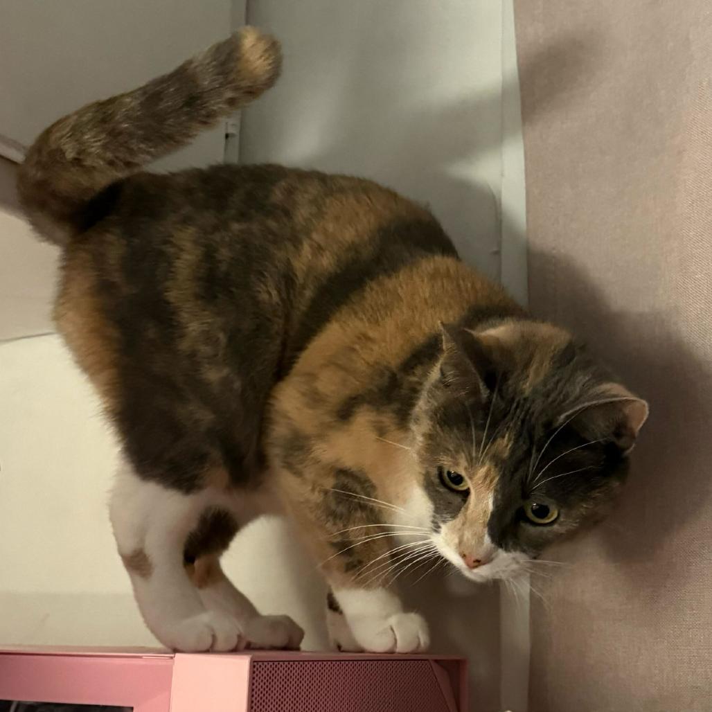 Enlarge Sparrow, a Adoptable American Shorthair in Escondido, CA image 3/6