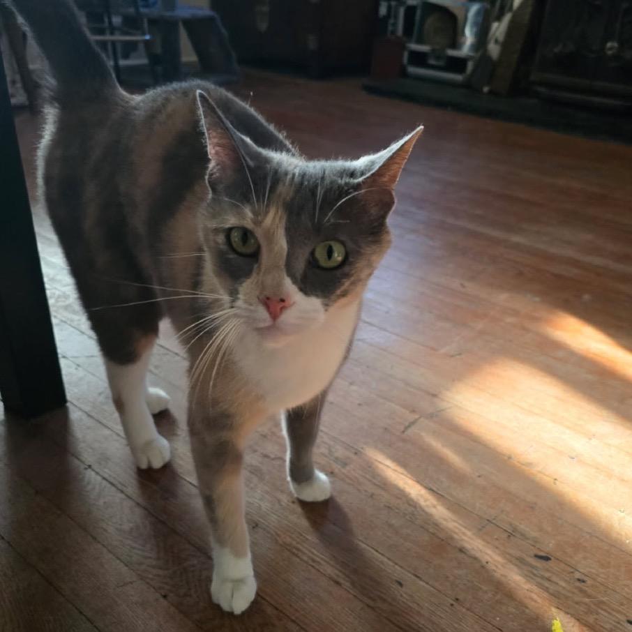 Sparrow, a Adoptable American Shorthair in Escondido, CA image 4/6