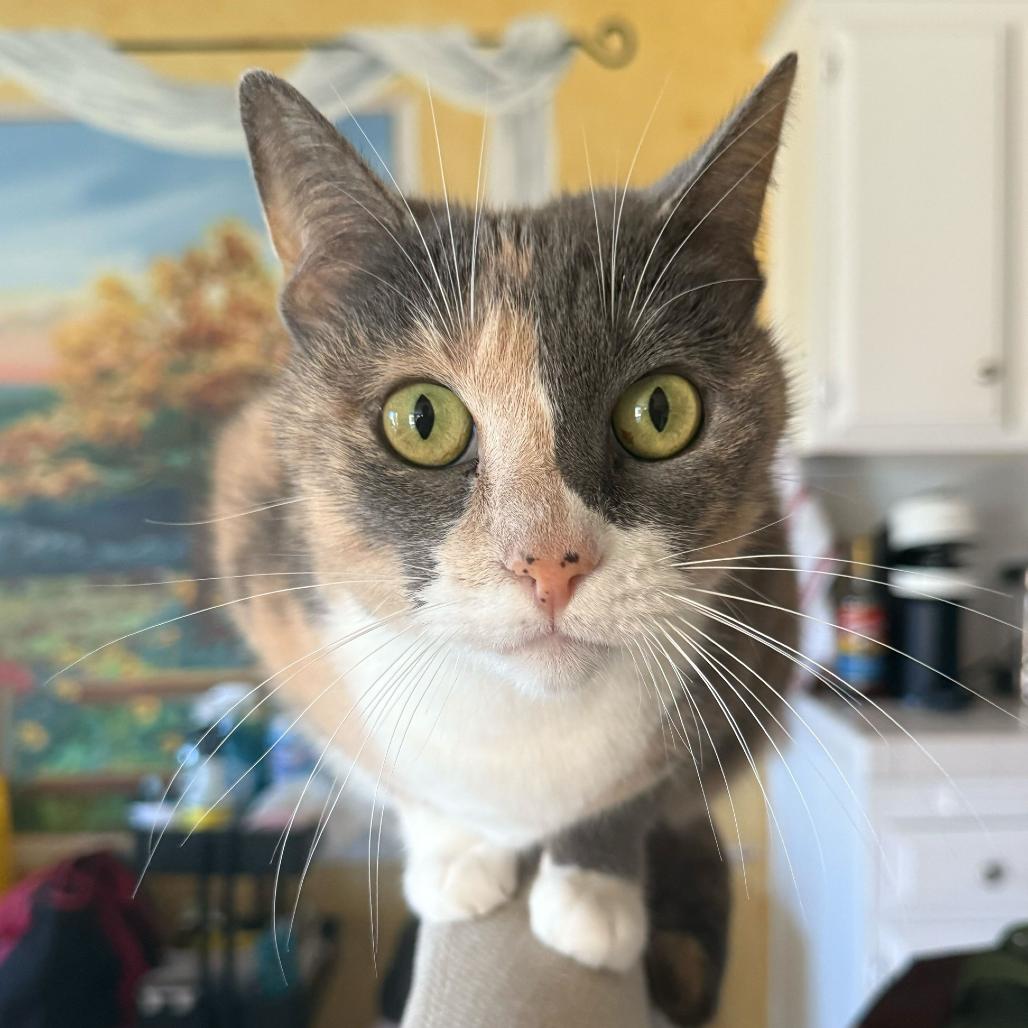 Enlarge Sparrow, a Adoptable American Shorthair in Escondido, CA image 5/6