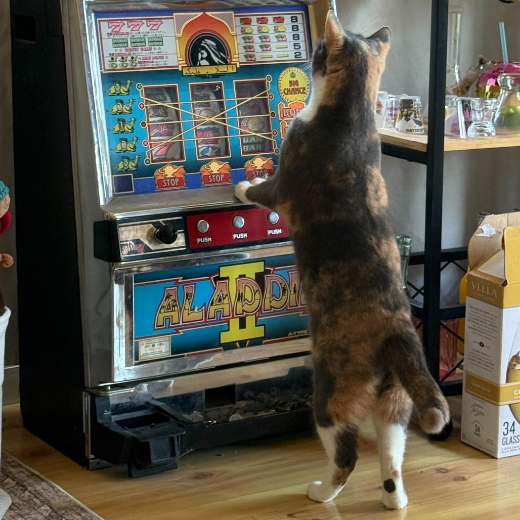 Enlarge Sparrow, a Adoptable American Shorthair in Escondido, CA image 6/6