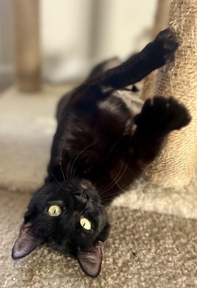 Kissy, ADOPTABLE, Young Female Domestic Short Hair.