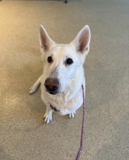 Star, a Adoptable mixed breed in Harbor Springs, MI image 1/2