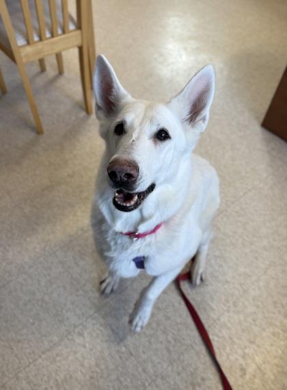 Star, Adoptable, Senior Female German Shepherd Dog & Mixed Breed.
