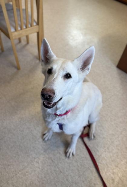 Star, Adoptable, Senior Female German Shepherd Dog & Mixed Breed.