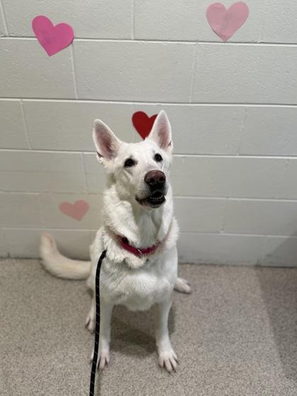 Enlarge Star, a Adoptable mixed breed in Harbor Springs, MI image 2/3