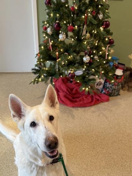 Enlarge Star, a Adoptable mixed breed in Harbor Springs, MI image 3/3