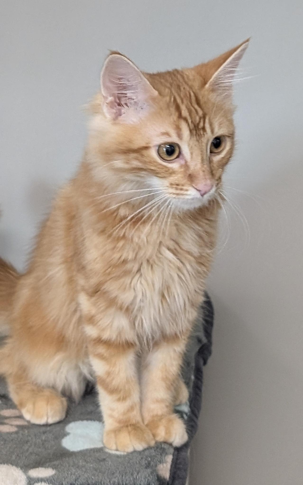 Cinnamon, Adoptable, Kitten Male Domestic Medium Hair.