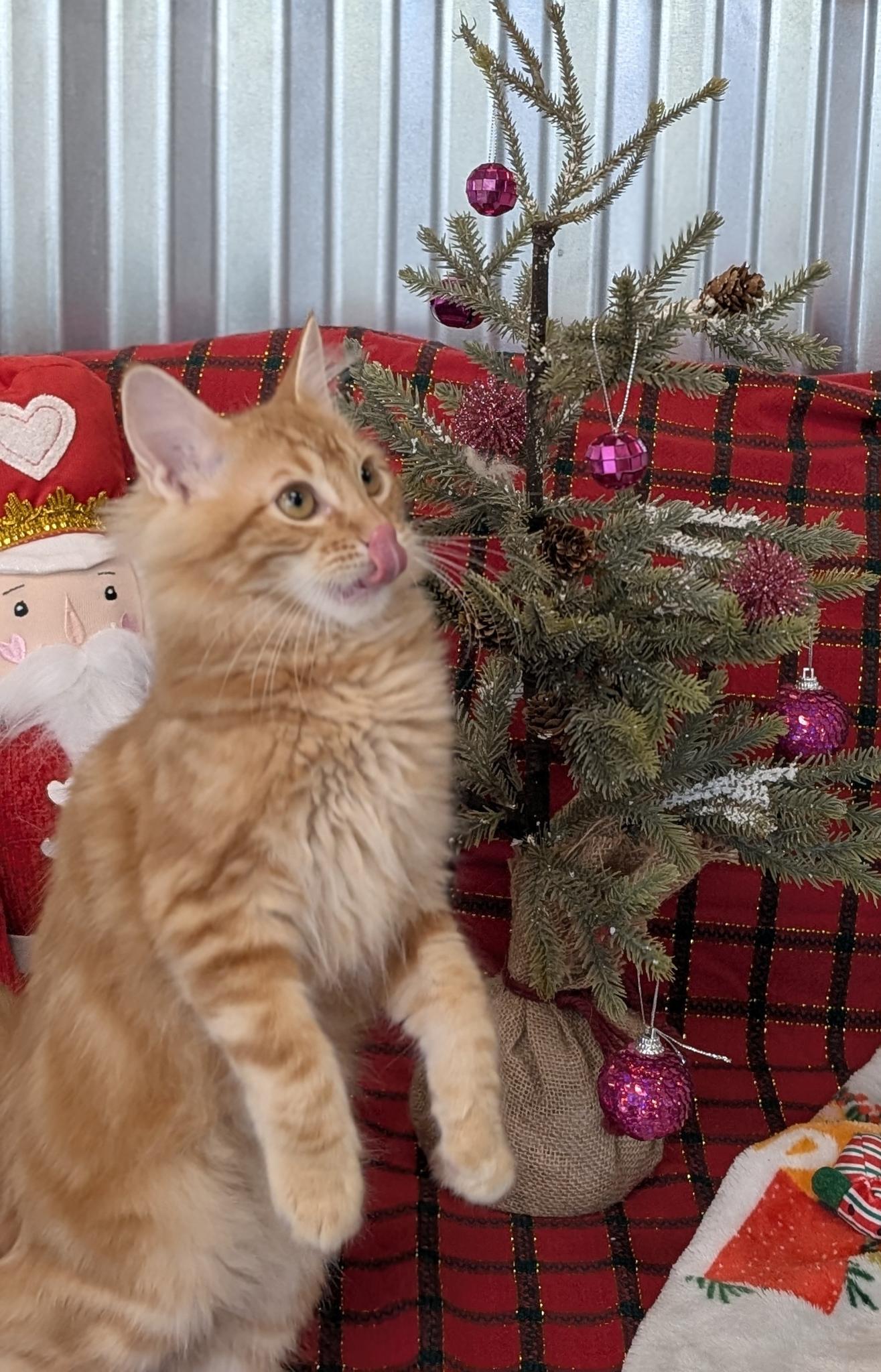 Enlarge Cinnamon, a Adoptable Domestic Medium Hair in Petaluma, CA image 2/6