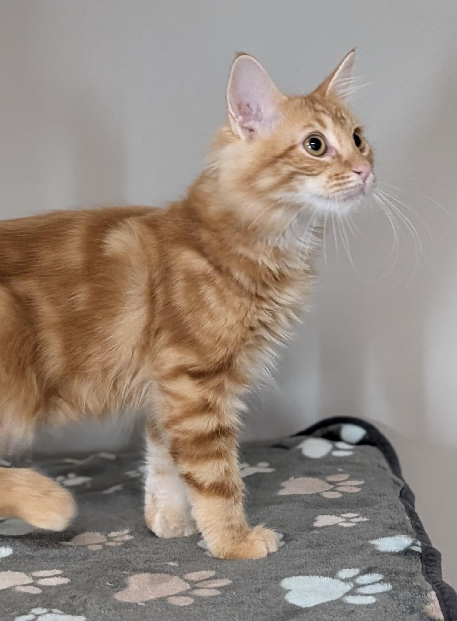 Enlarge Cinnamon, a Adoptable Domestic Medium Hair in Petaluma, CA image 3/6