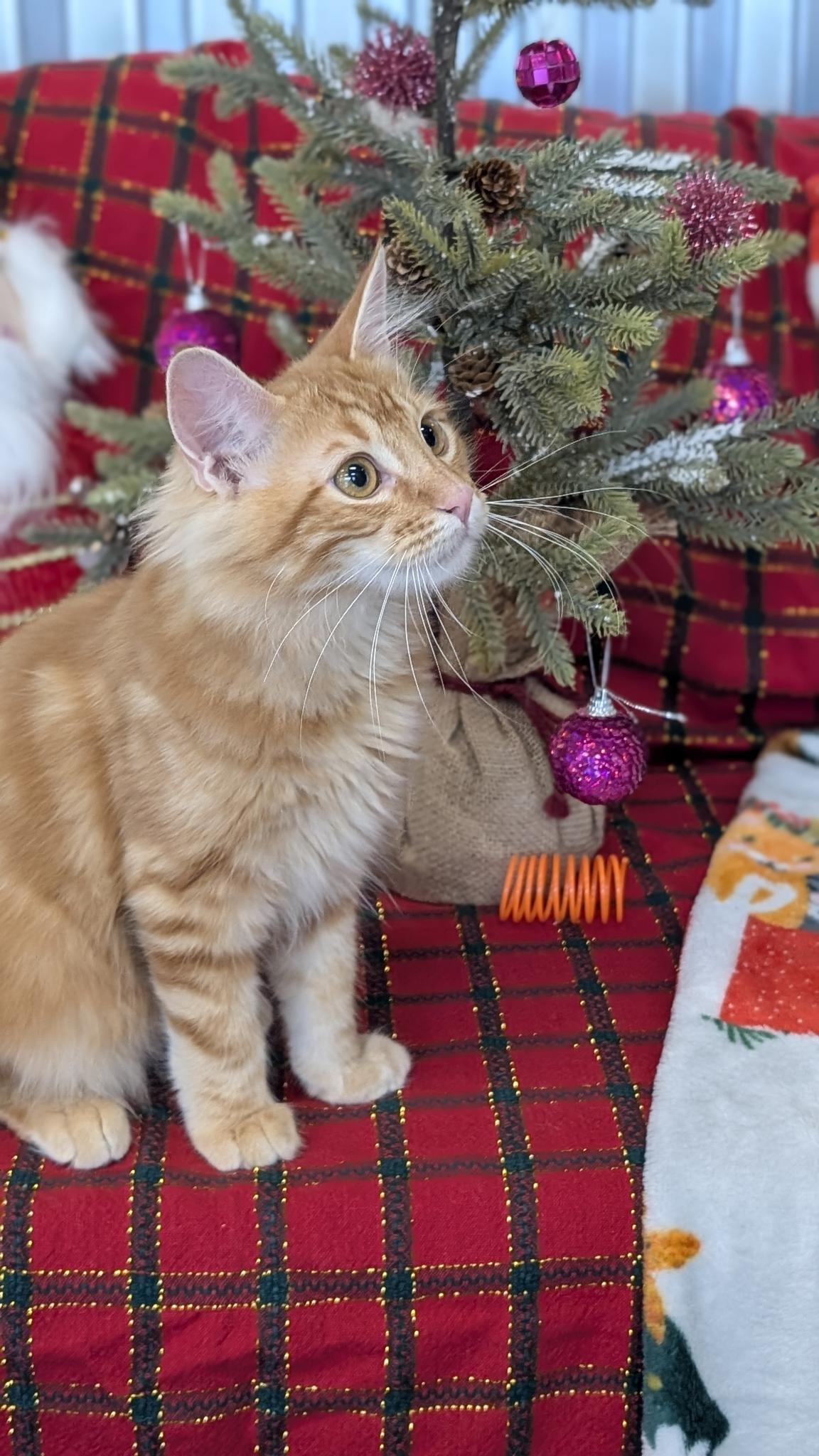 Enlarge Cinnamon, a Adoptable Domestic Medium Hair in Petaluma, CA image 4/6