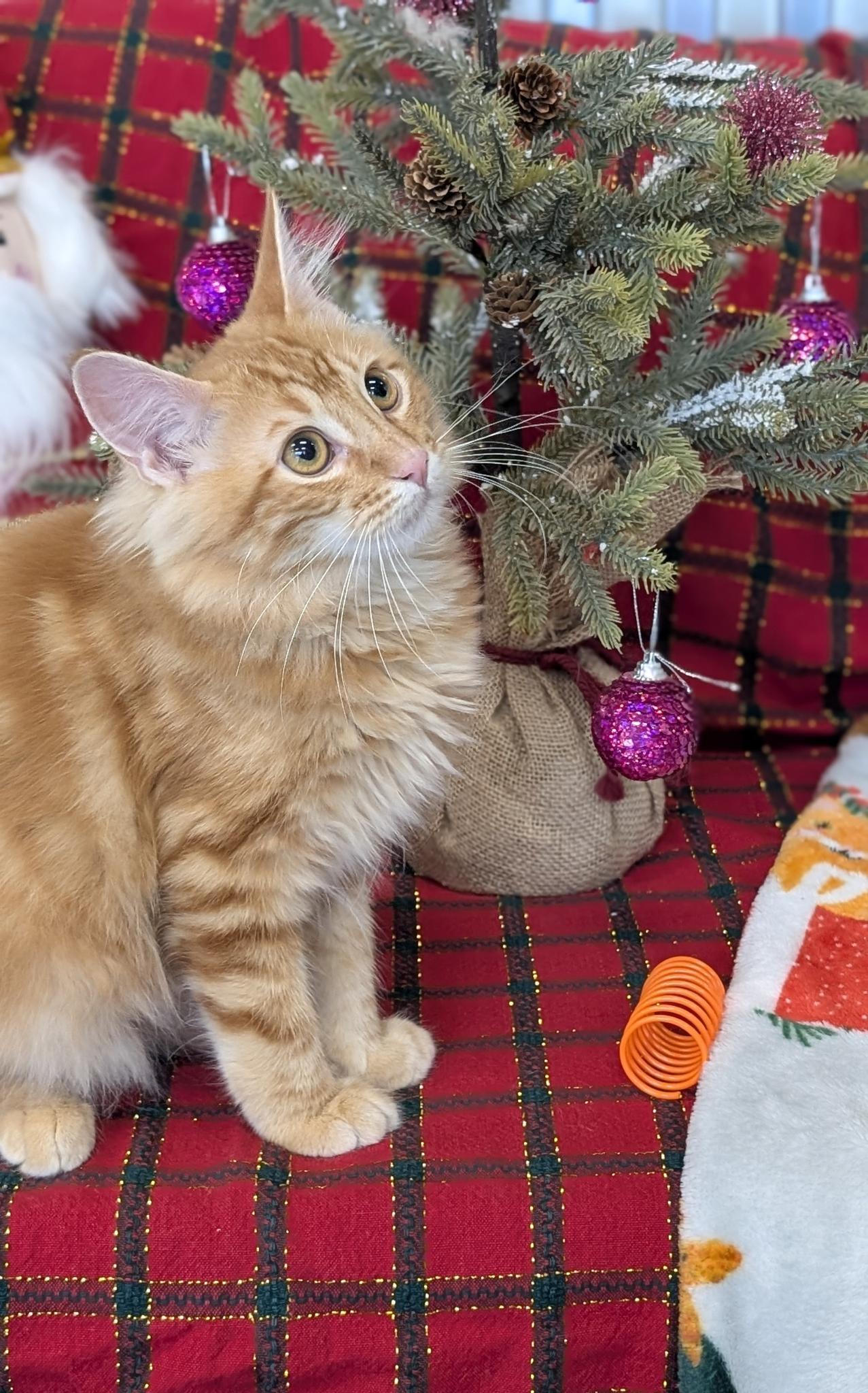 Enlarge Cinnamon, a Adoptable Domestic Medium Hair in Petaluma, CA image 5/6