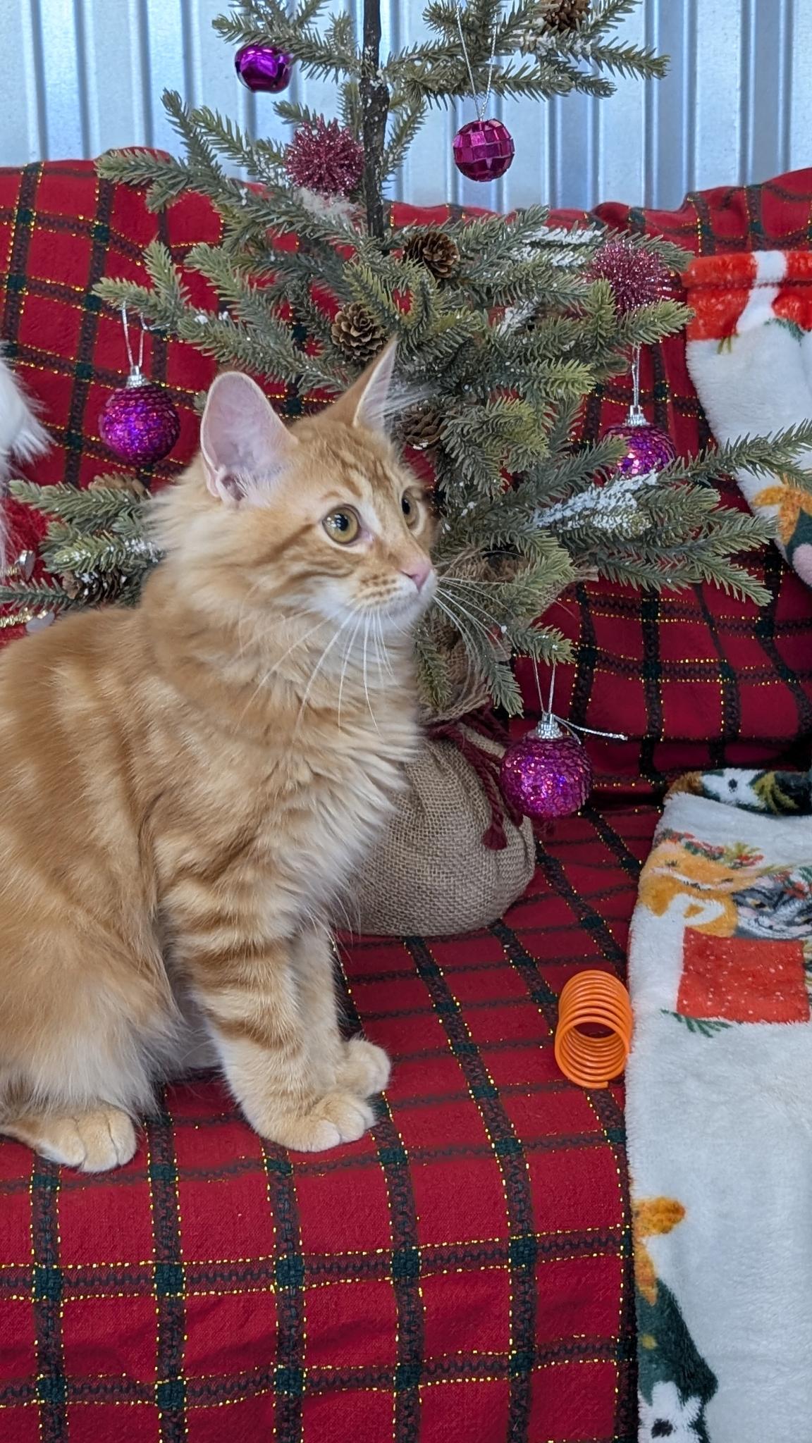 Enlarge Cinnamon, a Adoptable Domestic Medium Hair in Petaluma, CA image 6/6