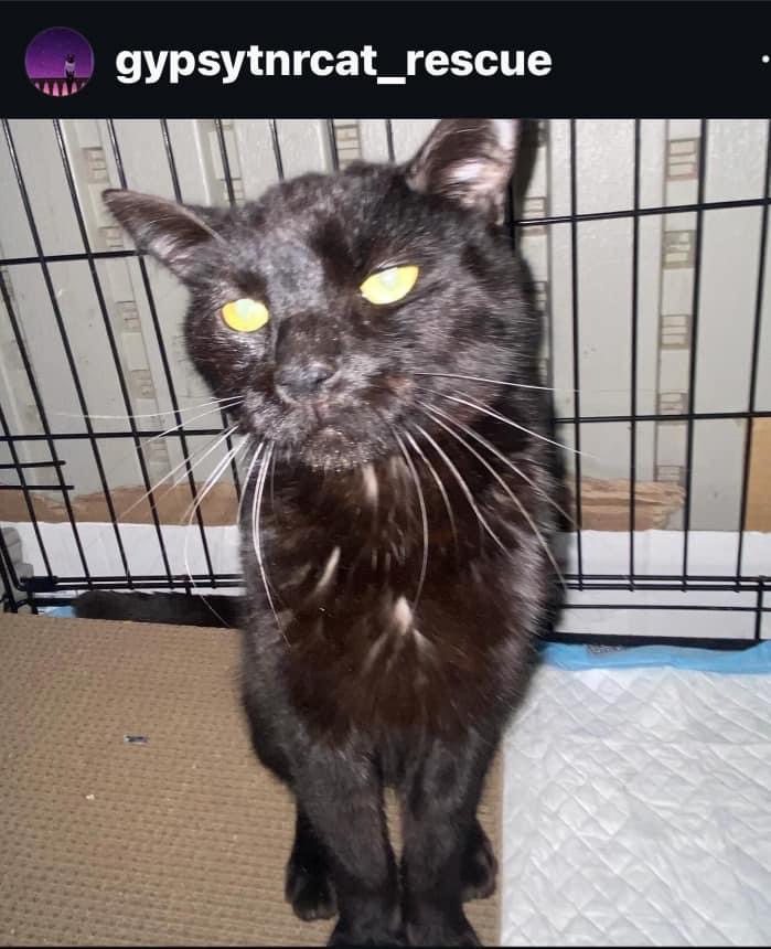 Lantern, Adopted, Adult Male Domestic Short Hair.