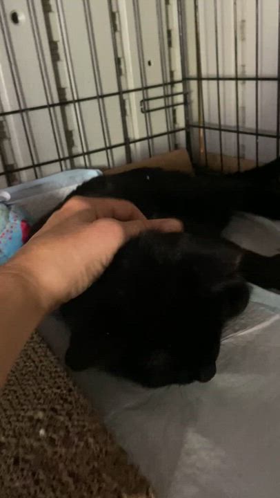 Enlarge Lantern, a Adopted Domestic Short Hair in brooklyn, NY video 2/2