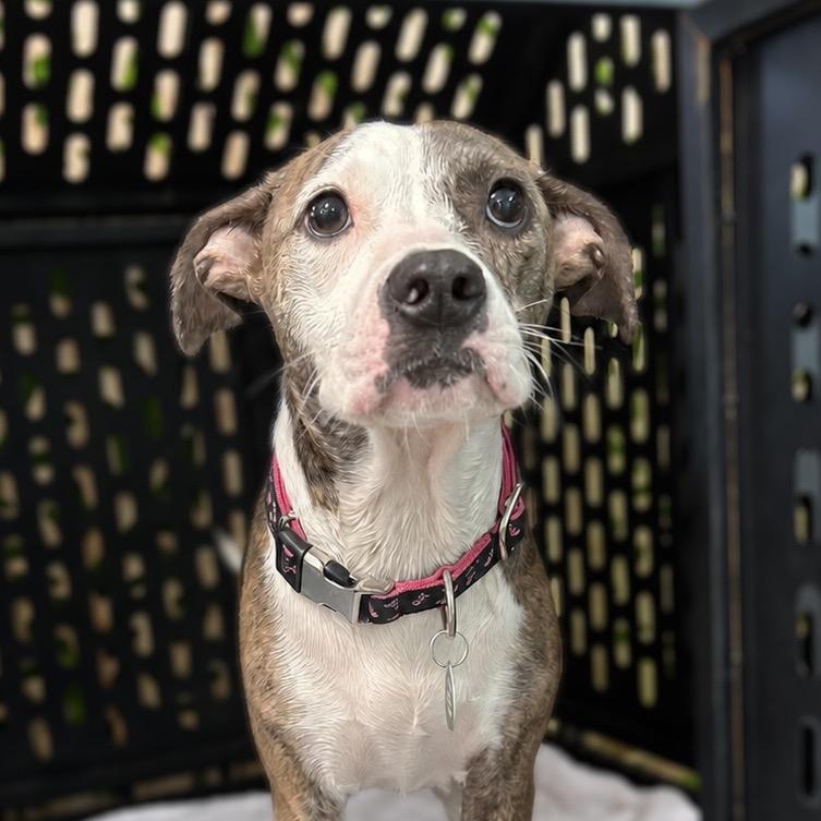 Cookie, Adoptable, Adult Female Chihuahua & American Staffordshire Terrier.