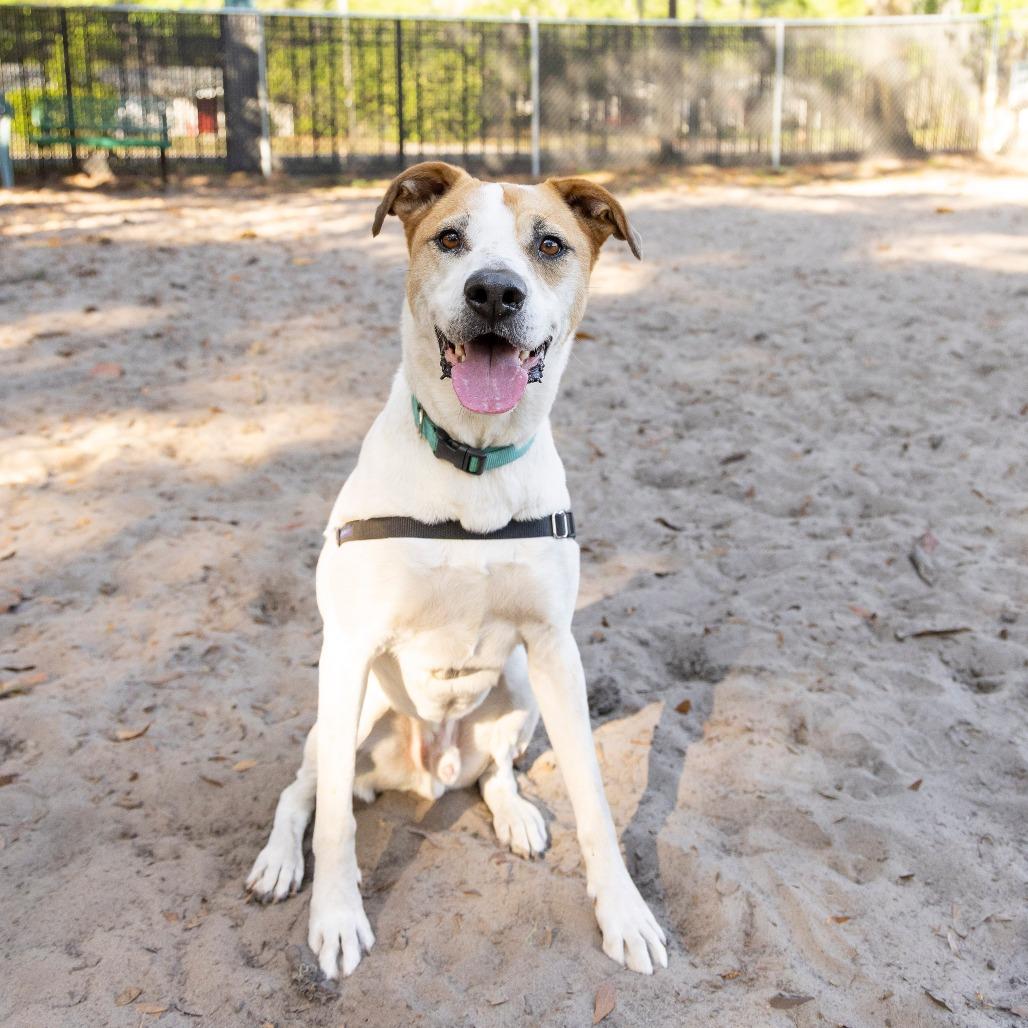 Enlarge Tom, a Adoptable mixed breed in Gainesville, FL image 1/6