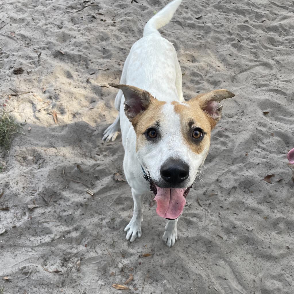 Enlarge Tom, a Adoptable mixed breed in Gainesville, FL image 1/6