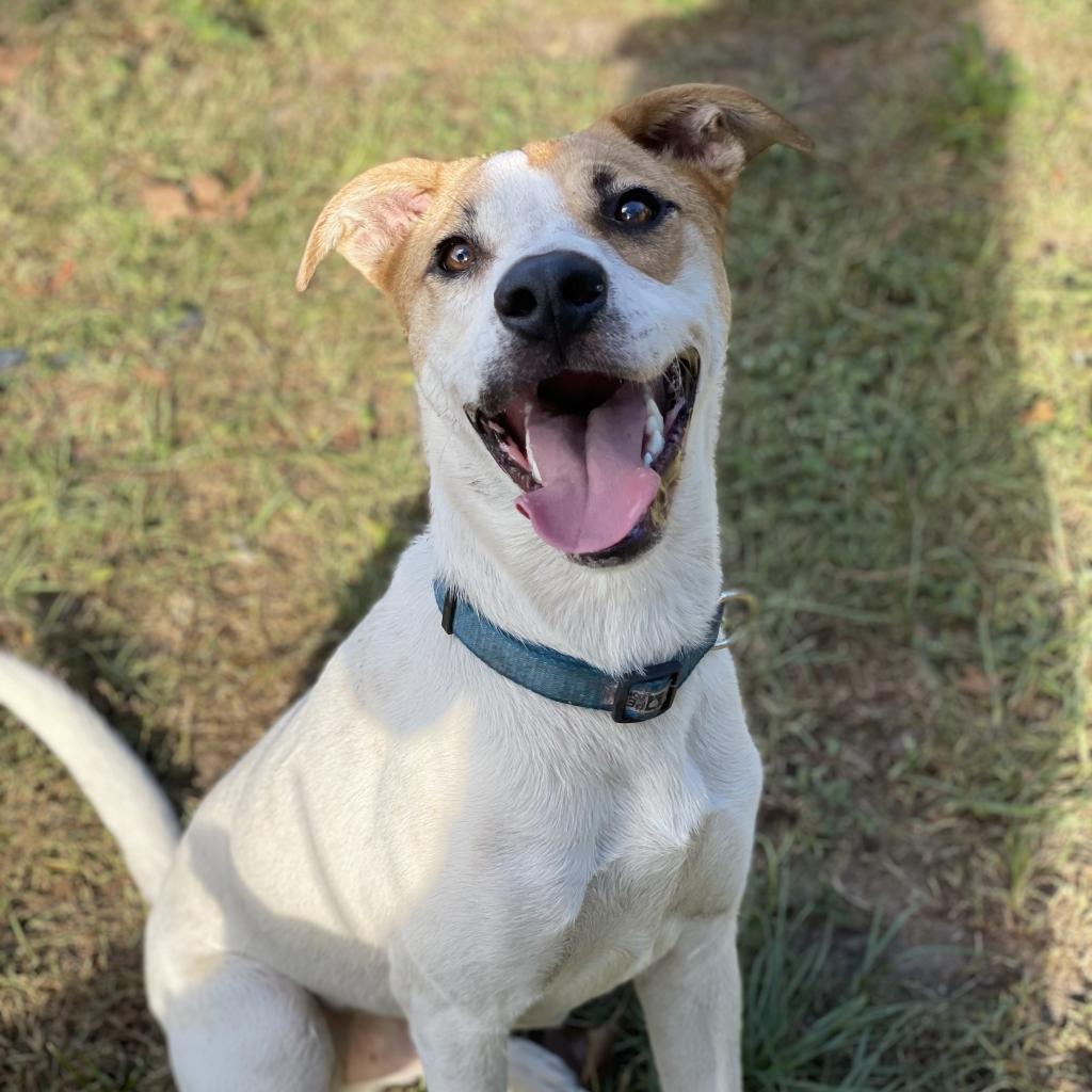 Enlarge Tom, a Adoptable mixed breed in Gainesville, FL image 2/6
