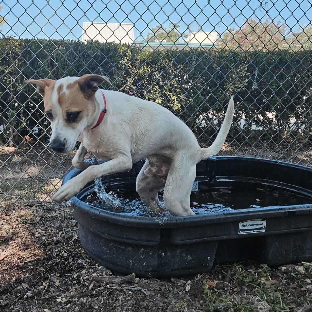 Enlarge Tom, a Adoptable mixed breed in Gainesville, FL image 3/6