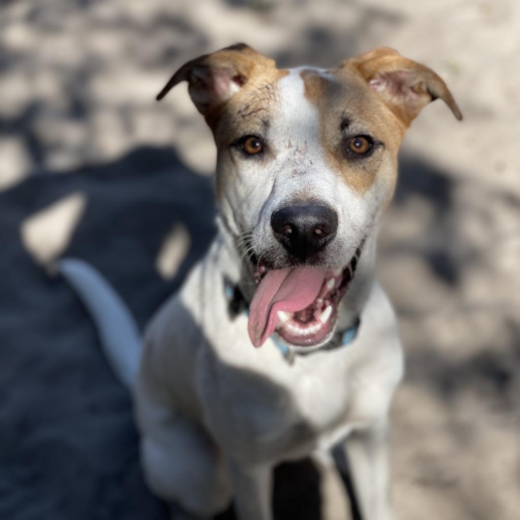 Enlarge Tom, a Adoptable mixed breed in Gainesville, FL image 6/6