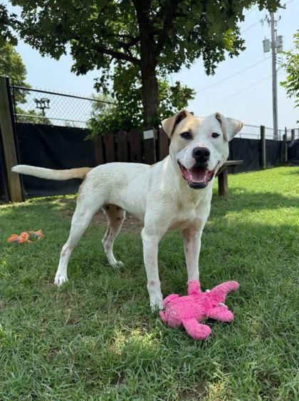 Penny, Adoptable, Adult Female Mixed Breed & Mixed Breed.