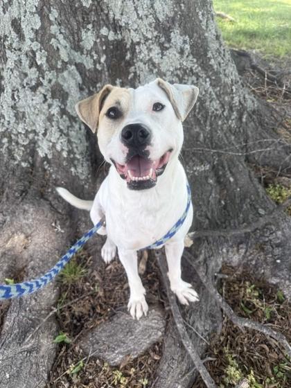 Penny, Adoptable, Adult Female Mixed Breed & Mixed Breed.