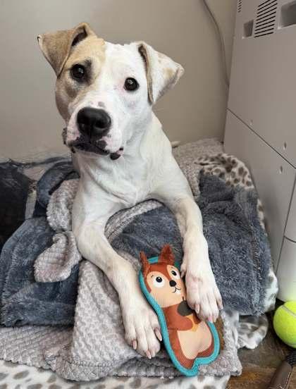 Penny, Adoptable, Adult Female Mixed Breed & Mixed Breed.