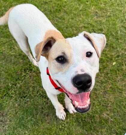 Penny, a Adoptable Mixed Breed in Memphis, TN image 1/3